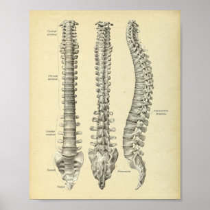 Skriv ut spinal Column Anatomy Poster