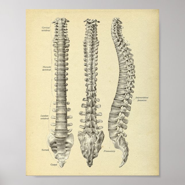 Skriv ut spinal Column Anatomy Poster (Framsidan)