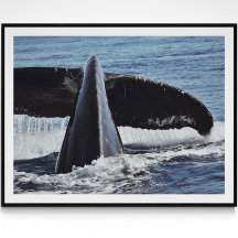 Skriv ut Svan Fine Art Photography Print