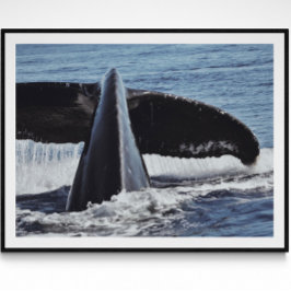 Skriv ut Svan Fine Art Photography Print Poster