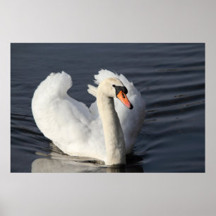 Skriv ut svan poster