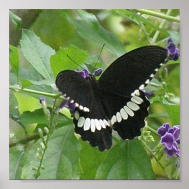 Skriv ut svart och vit fjäril poster (Framsidan)