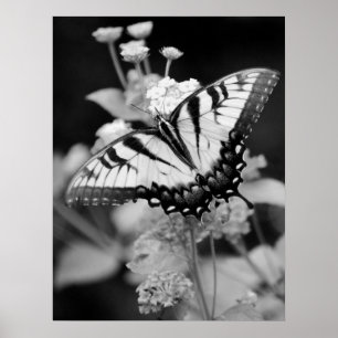 Skriv ut svart och vitt, monarch Butterfly Poster