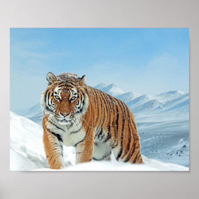 Skriv ut text för Snö-tiger-berg för naturfoto-vin Poster (Framsidan)