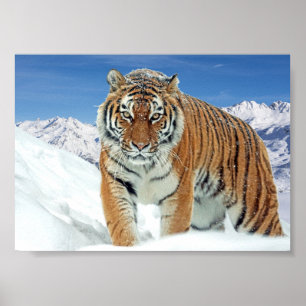 Skriv ut Tiger Mountains Nature Winter Photo Snö Poster