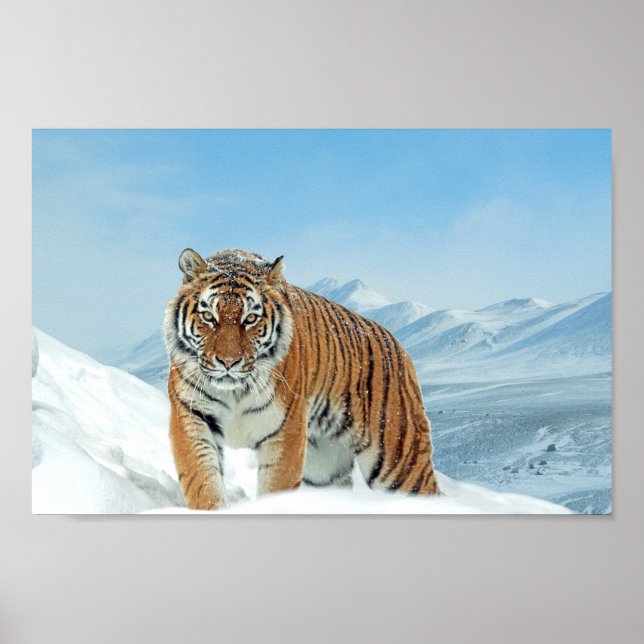 Skriv ut Tiger Mountains Winter Nature Photo Snö Poster (Framsidan)