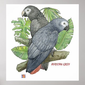 Skriv ut Tropical African Grays Poster