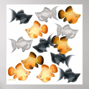 Skriv ut Tropical Fish i ballongen Mollies Poster