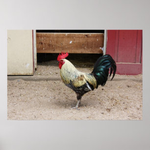Skriv ut tupp poster