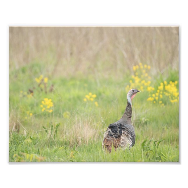 Skriv ut vår Turkiet - 2 Fototryck (Framsidan)