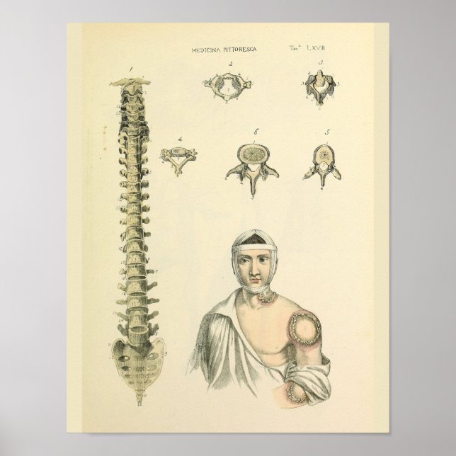 Skriv ut vertebrae anatomy Art Poster (Framsidan)