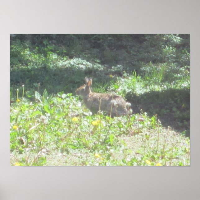 Skriv ut vild Bunny Poster (Framsidan)