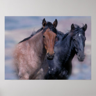 Skriv ut vild Horses Poster