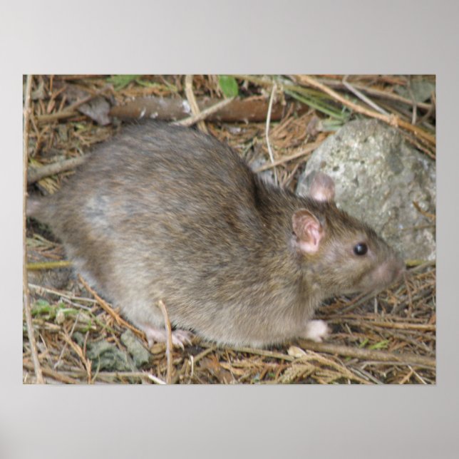 Skriv ut vild Råtta Poster (Framsidan)