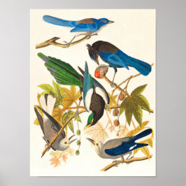 Skriv ut vintage Birds Poster