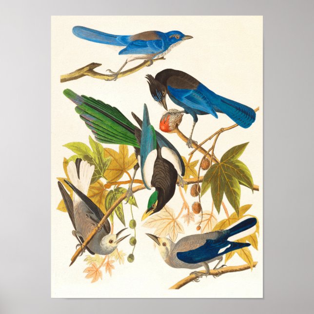 Skriv ut vintage Birds Poster (Framsidan)