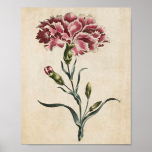 Skriv ut vintage botaniskt Blommigt Carnation Poster