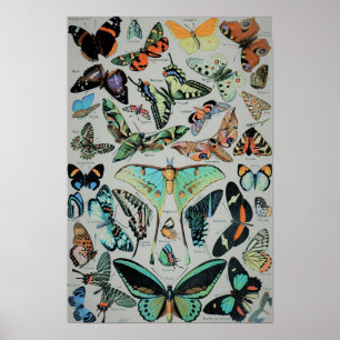 Skriv ut vintage Butterflies Poster