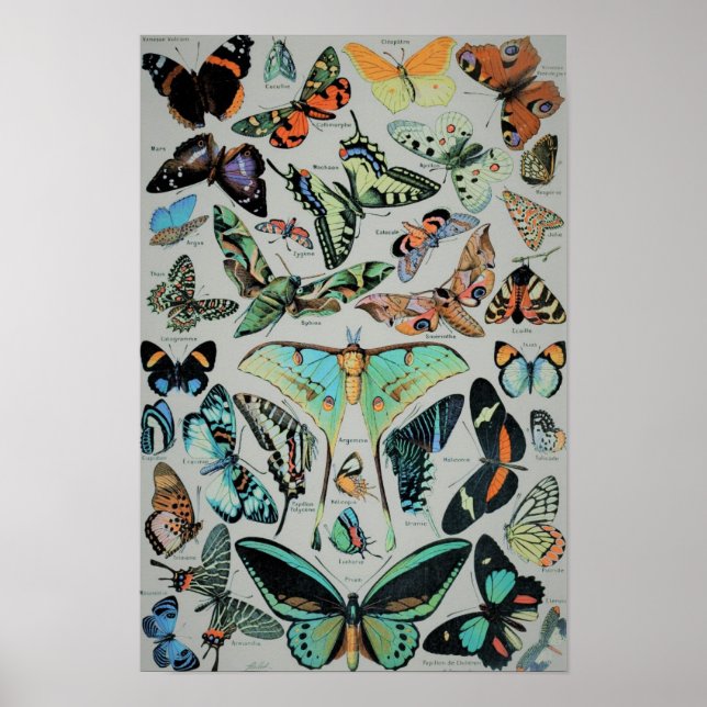 Skriv ut vintage Butterflies Poster (Framsidan)