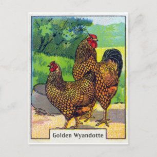 Skriv ut vintage Chicken Vykort