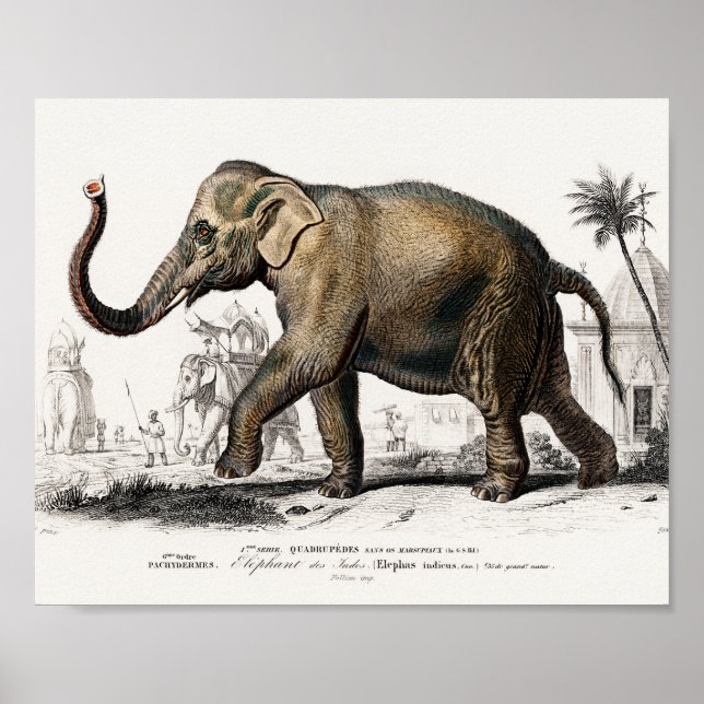 Skriv ut Vintage i Elephant Illustration Poster (Framsidan)