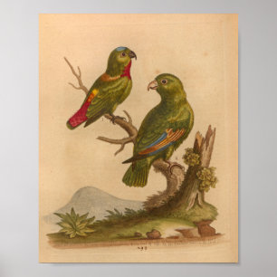 Skriv ut Vintage med röda Gröntar för fåglar Poster