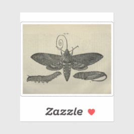 Skriv ut vintage Moth Metamorphasis Klistermärken