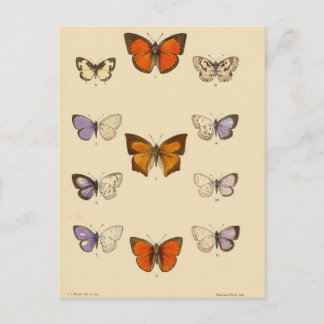 Skriv ut vintage - Nya indiska lepidoptera Vykort