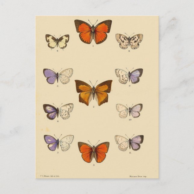 Skriv ut vintage - Nya indiska lepidoptera Vykort (Framsida)