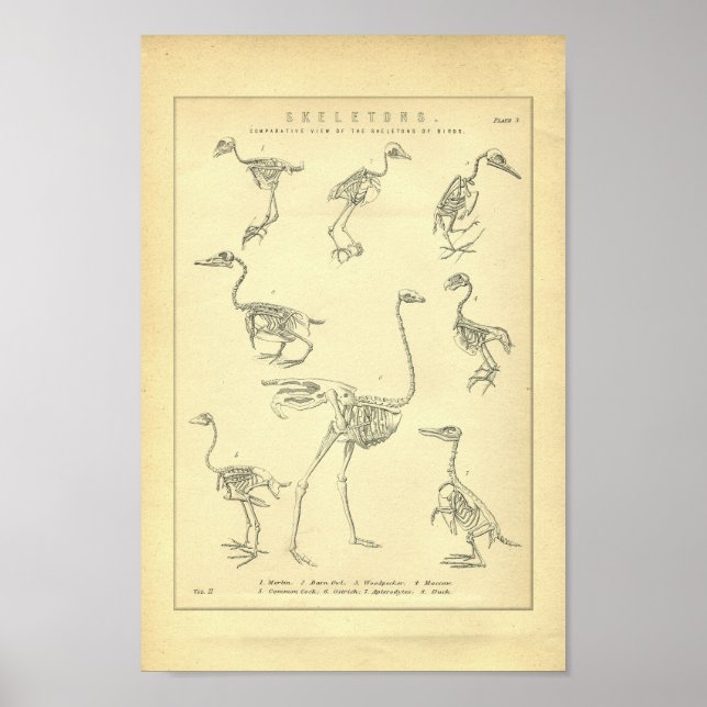 Skriv ut vintage Skeletons of Birds Poster (Framsidan)
