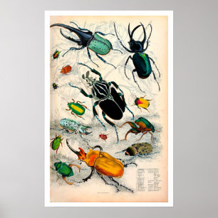 Skriv ut vintage Stag Beetles Poster