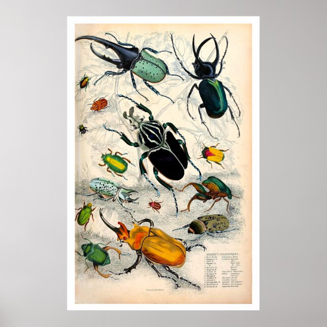 Skriv ut vintage Stag Beetles Poster (Framsidan)
