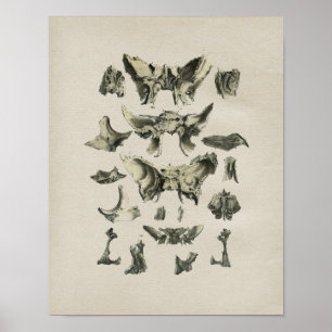 Skriv ut Vintagen Anatomiskt med mänskliga ben Poster