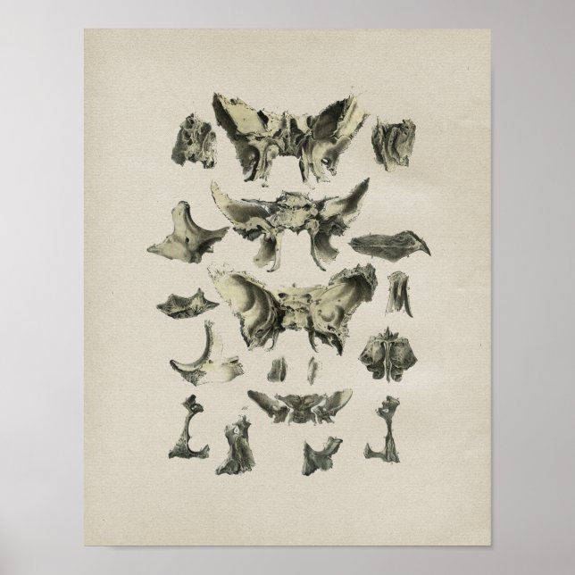 Skriv ut Vintagen Anatomiskt med mänskliga ben Poster (Framsidan)