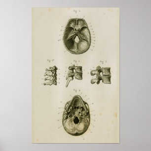 Skriv ut Vintagen Anatomy Vertebrae Bones Poster