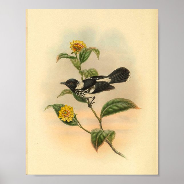 Skriv ut Vintagen Pied Flycatcher Black Bird Poster (Framsidan)
