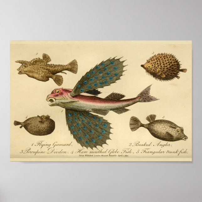Skriv ut vintagens flygande naturhistoria Skriv ut Poster (Framsidan)