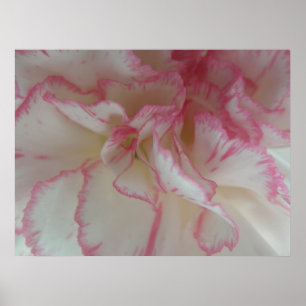 Skriv ut vit och Rosa Carnation Poster