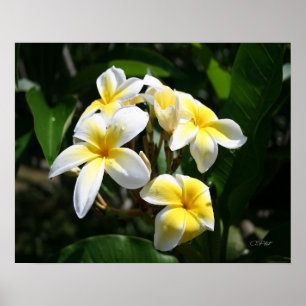 Skriv ut vit plumeria-grafik poster