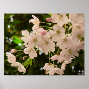 Skriv ut vitblomma för Blommar av körsbär Poster S