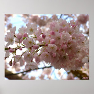 Skriv ut vitblomma för Blommar av körsbär Poster S