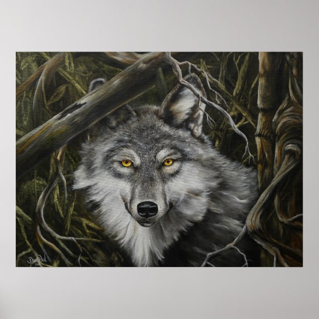 Skriv ut Watchful Öga Varg Bild Poster (Framsidan)