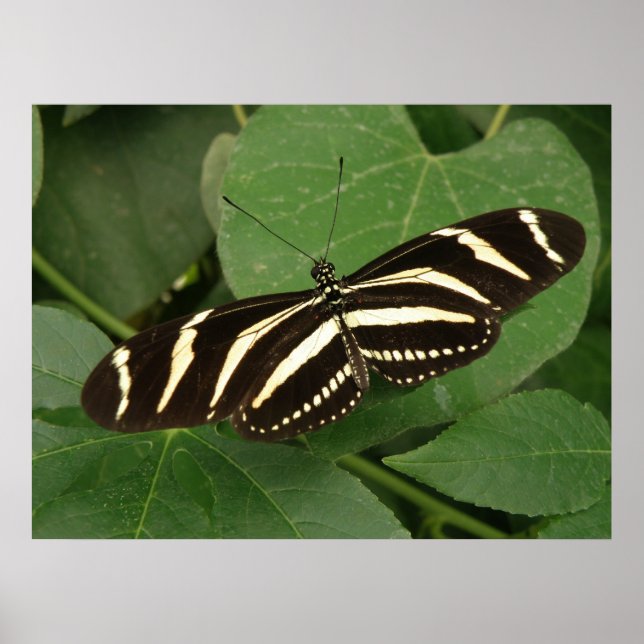 Skriv ut Zebra Longwing Butterfly Poster (Framsidan)