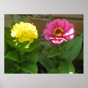 Skriv ut Zinnias-Gult för rosa och Poster