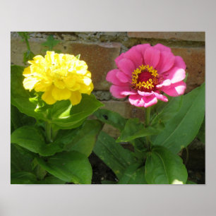 Skriv ut Zinnias-Gult för rosa och Poster
