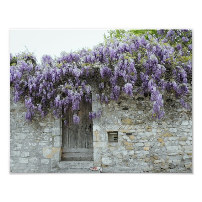 SKRIV - Wisteria Viviers Frankrike Fototryck (Framsidan)