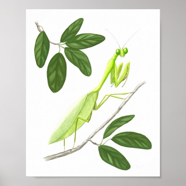 Skriva på Mantis Fine Art Print Poster (Framsidan)