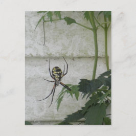 Skriva Spider Black Gult Garden Spiders Photo Vykort