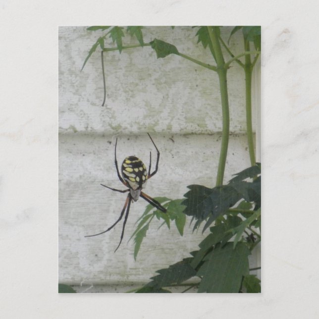 Skriva Spider Black Gult Garden Spiders Photo Vykort (Framsida)