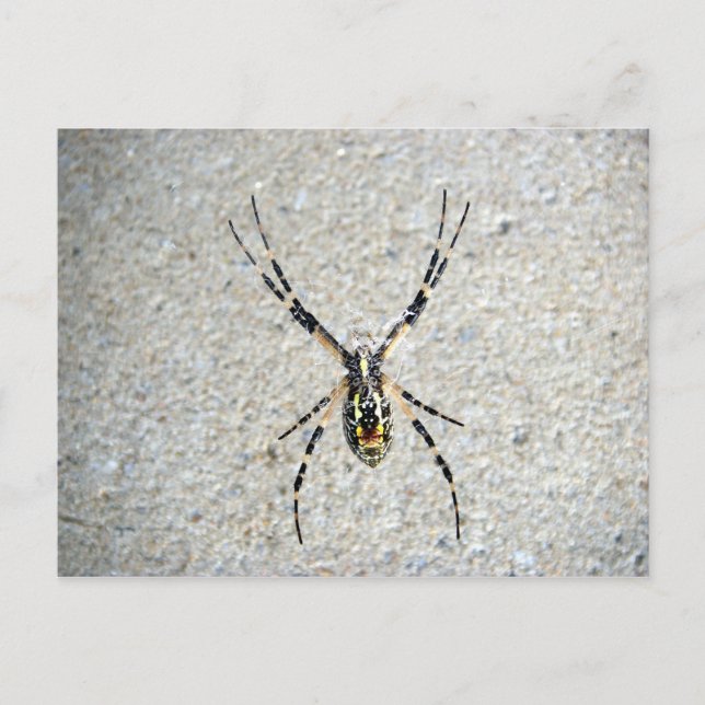 Skriva Spider-vykort Vykort (Framsida)